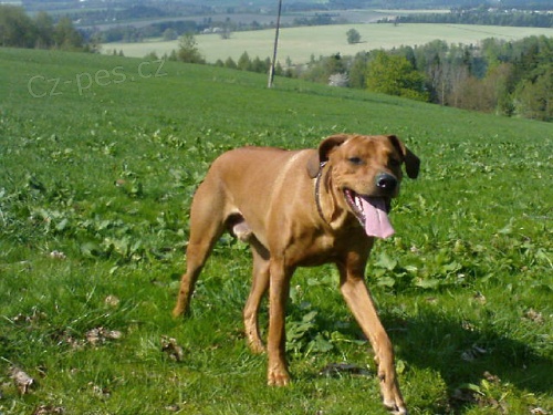 Rhod�sk� ridgeback - kryt�