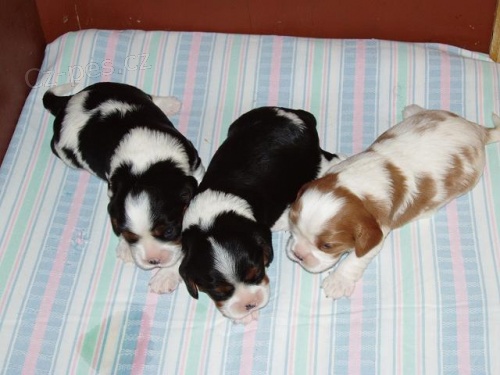 KKCHS - �t��ata s PP