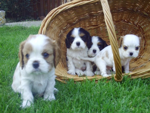 Kaval�r King Charles �pan�l