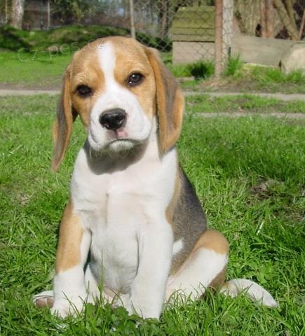 Beagle - �t��ata s PP