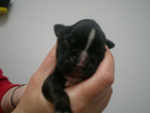 n�meck� boxer s pp