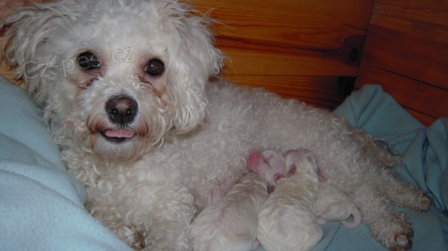 Prod�m �t���tka bolo�sk�ho ps�ka