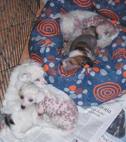 ��nsk� chocholat� pes - �t��ata s PP