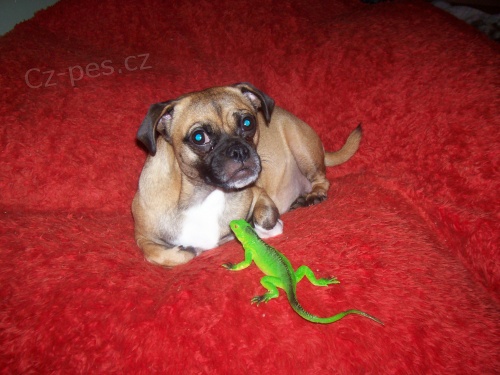 V�cvik ps� Janie