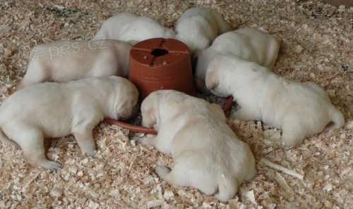 Prod�me �t��ata labradorsk�ho retrievra s PP