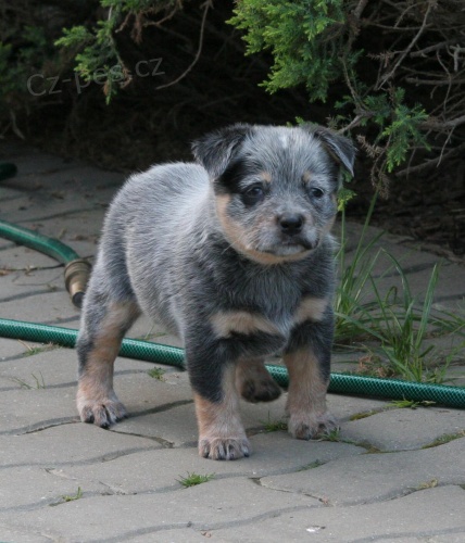 Australsk� hon�ck� pes