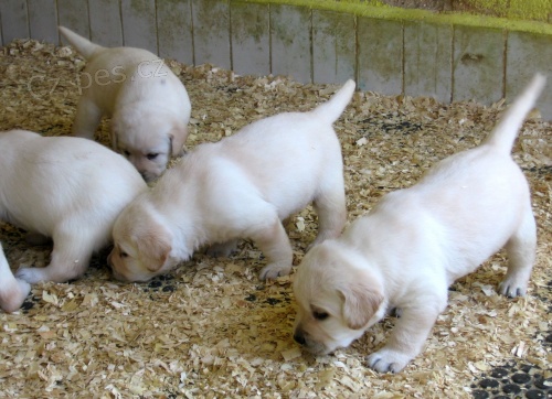 Prod�me �t��ata labradorsk�ho retrievra s PP