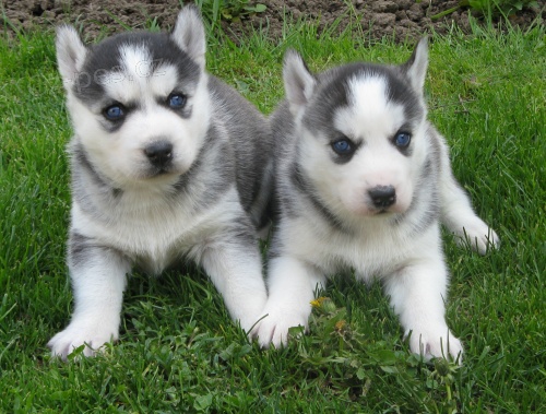 Sibi�sk� husky-