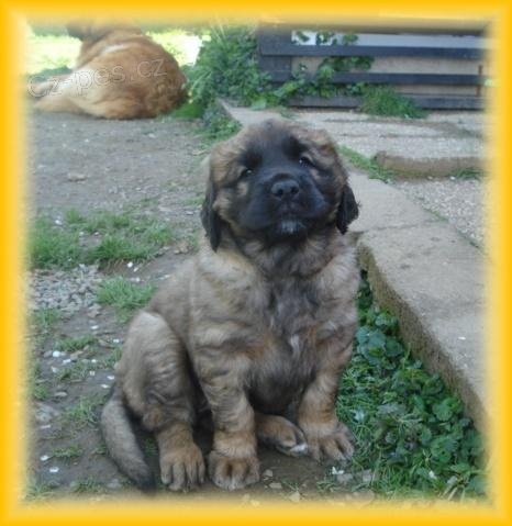 Leonberger - �t���tka s PP