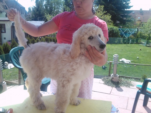 Prod�m �t�n�- pejska kr�lovsk�ho pudla s PP