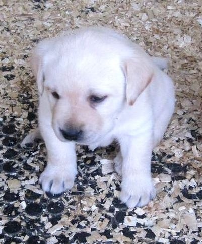 Prod�me �t��ata labradorsk�ho retrievra s PP