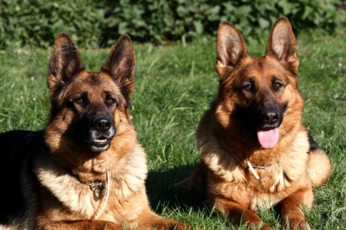 Prod�m �t��ata- n�meck� ov��k s PP.