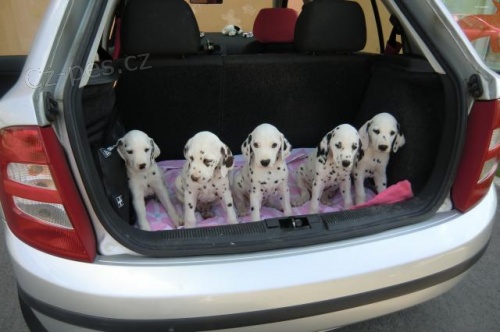 �t���tka dalmatina s PP