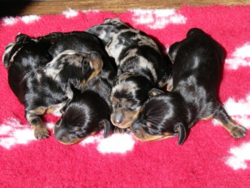 Jezev��k trpasli��/kr�li�� hladkosrst�