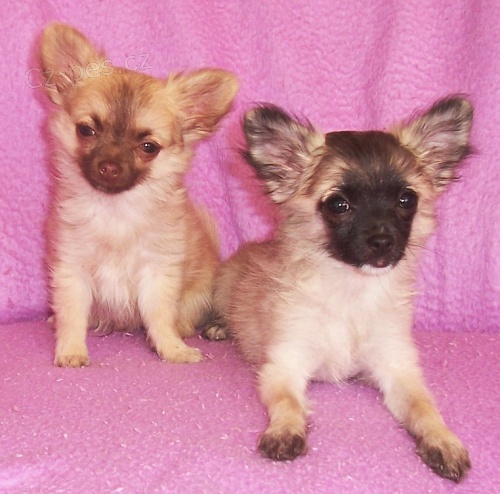 �ivava - nab�z�m pejska a fene�ku s PP