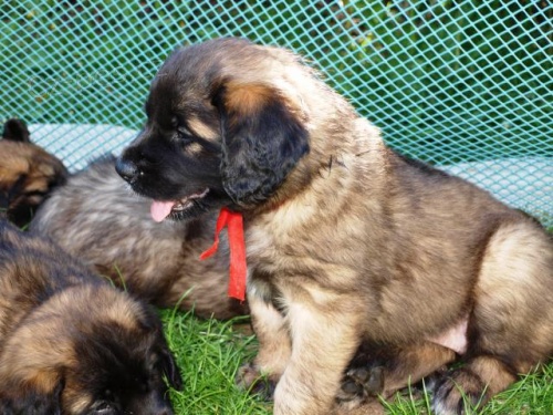 �t��ata Leonbergera