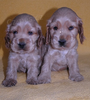 Anglick� kokr�pan�l