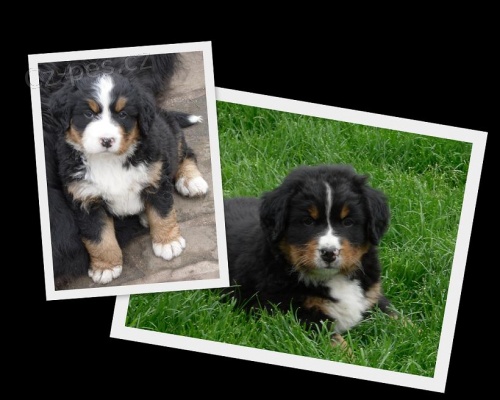 Bernsk� sala�nick� pes