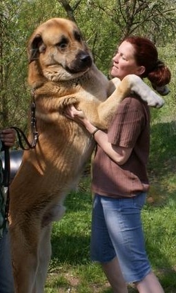 Anatolsk� pasteveck� pes - �t��ata s PP