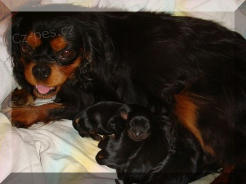 Prod�m �t���tka kaval�r king charles �pan�l s PP