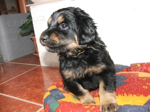 Hovawart - �t���tka s PP