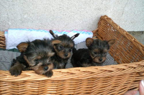 Prod�m �t��ata Jork��rsk�ho teri�ra