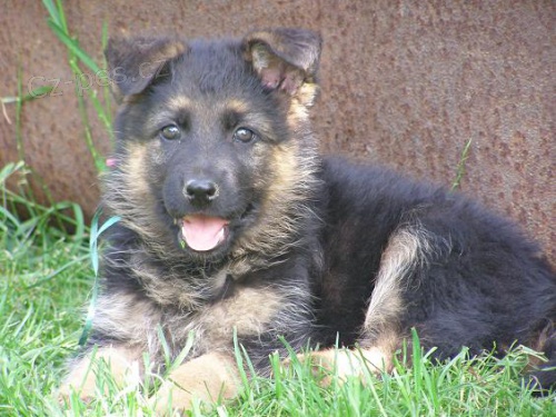 Prod�m �t��ata- n�meck� ov��k s PP.