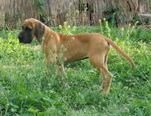 N�meck� doga-�t��ata