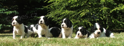 �t��ata angl. �pringr�pan�la