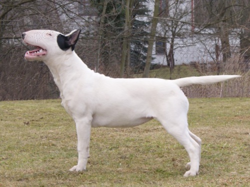 Bulterier � Bullterier 