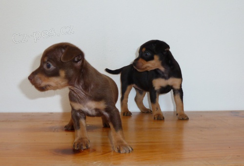 Pra�sk� krysa��k -�t�n�tka