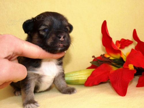 �IVAVA DLOUHOSRST� S PP.