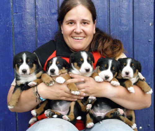 Appenzellsk� sal. pes - �t���tka s PP