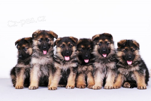 N�meck� ov��k k odb�ru ihned