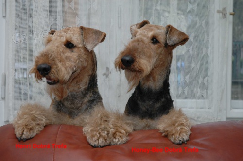 ERDELTERI�R - �t���tka