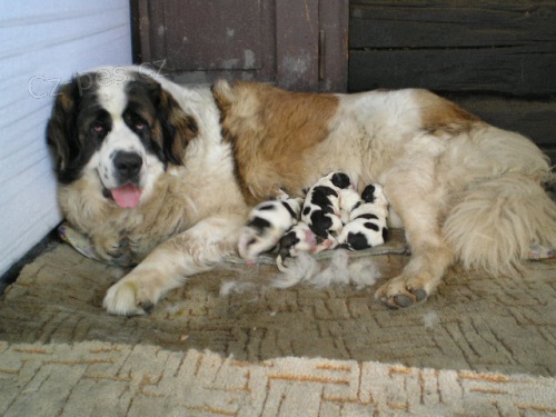  Moskevsk� str�n� pes �t�n�  s PP