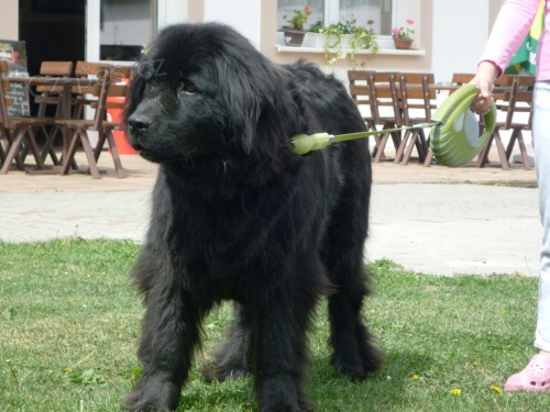 Prod�m �t���tka NF psa