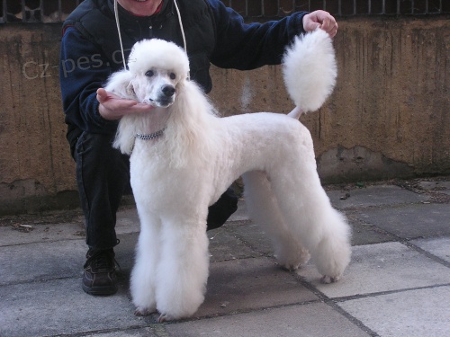 Kr�lovsk� pudl s PP