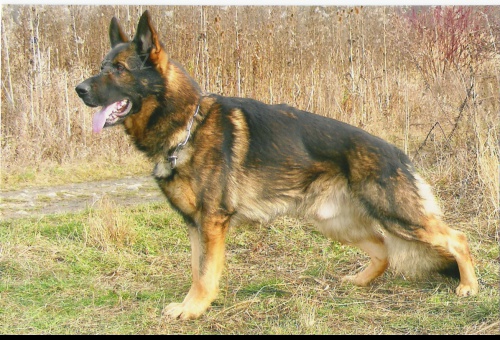 �ron Oranto - kryt�