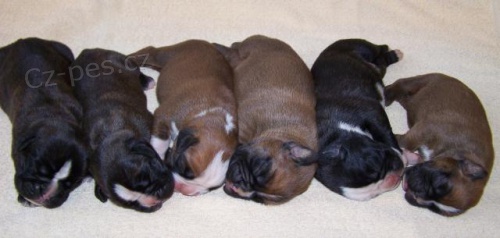 Boxer, �t��ata s PP