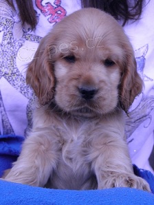 Anglick� kokr�pan�l