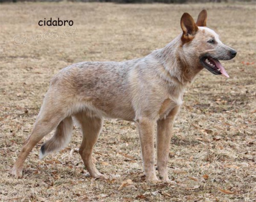 Australsk� hon�ck� pes - �erven� s PP