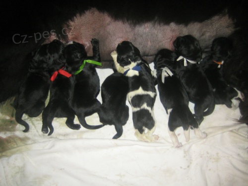 Novofundlandsk� pes s PP