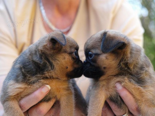 Grifonek, brabant�k