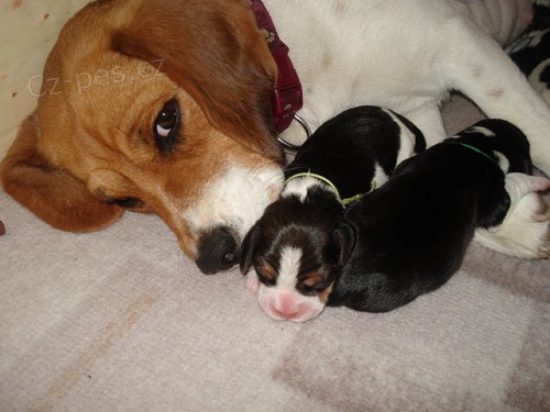 Prod�m �t��ata b�gla bez PP