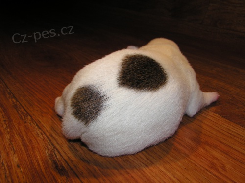 Kr�sn� �t���tka Parson russell teri�ra