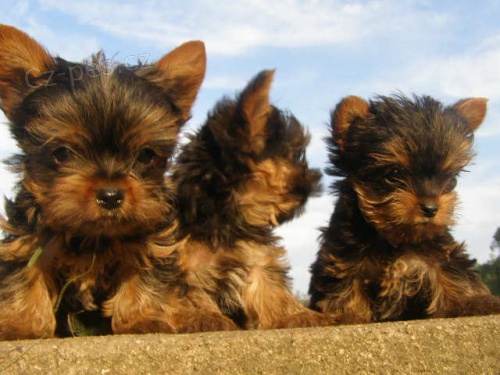 jork��rsk� terier 