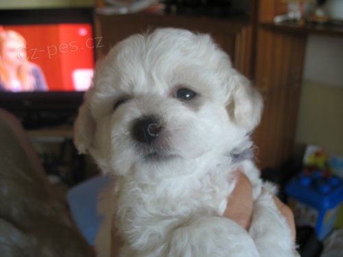 �T���TKA BI�ONKA S PP