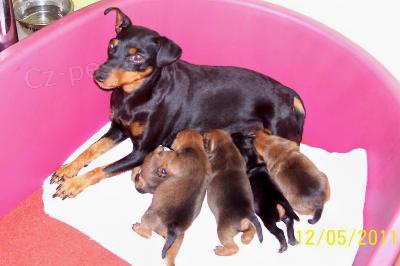 Pin� mal�, trpasli��