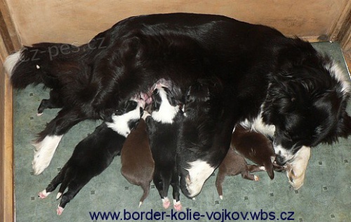 Pejsci BORDER KOLIE s PP po v�born�ch rodi��ch